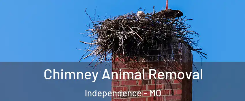 Chimney Animal Removal Independence - MO