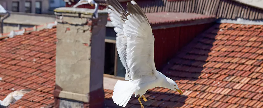 Residential Chimney Animal Removal Solution in Independence, MO