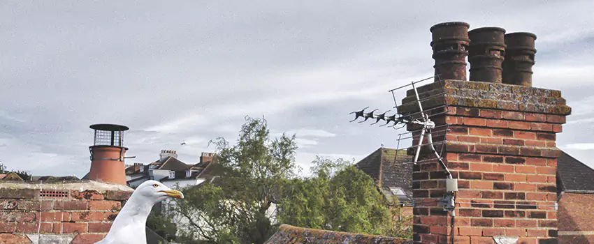 Chimney Cleaning And Restoration in Independence, Missouri